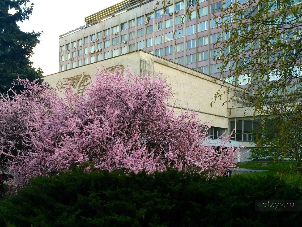 Воробьевы горы сакура. Аллея Сакуры в Москве МГУ. Сакура МГУ Воробьевы горы. Сакура около МГУ. Сакуры у главного здания МГУ.