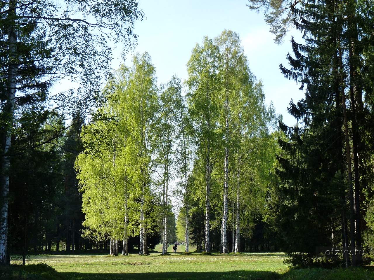 Березки павловский