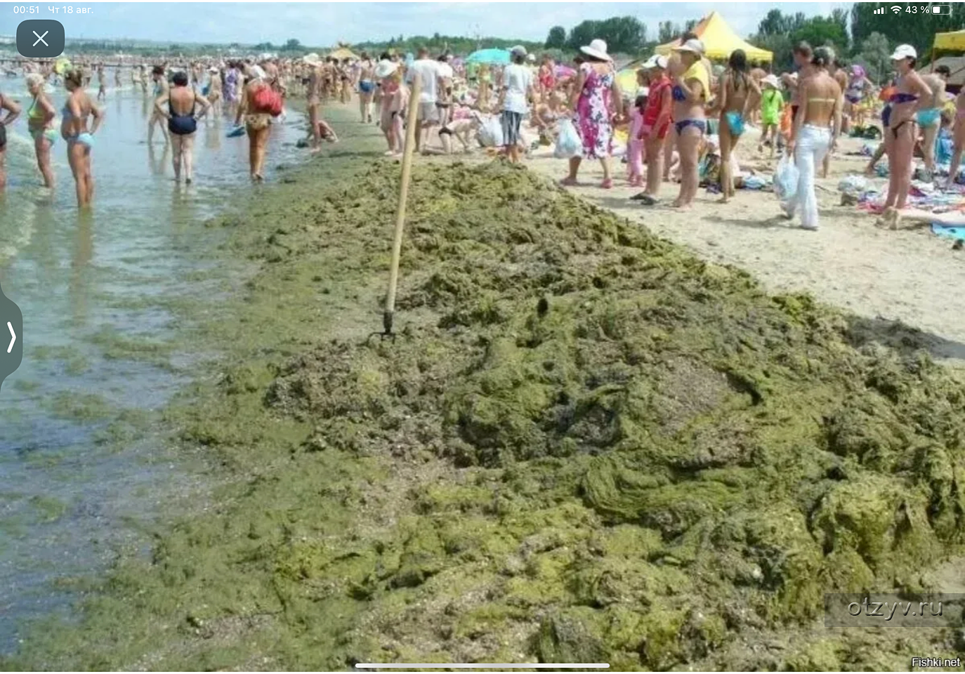 Какое море сейчас в анапе по чистоте. Цветение моря Витязево Анапа. Черное море цветет Анапа. Анапа Витязево море цветет 2021. Джемете море цветет.