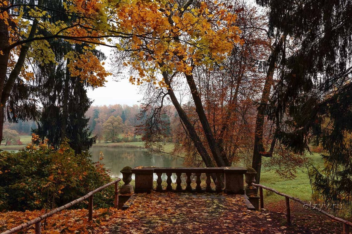 Павловск парк осень