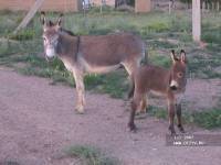 ����������� � ����� ������� ��� ������ ���� �����-����