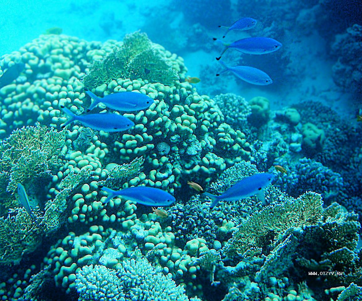 Sentido Reef Oasis Senses Resort