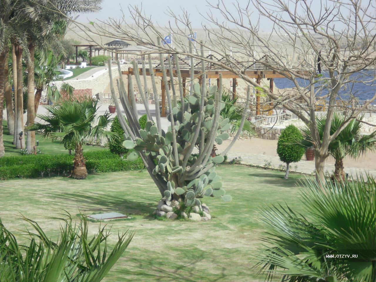 Sharm Club Beach Resort