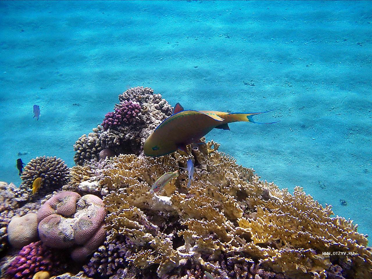 Все рыбы красного моря фото с названиями шарм эль шейх