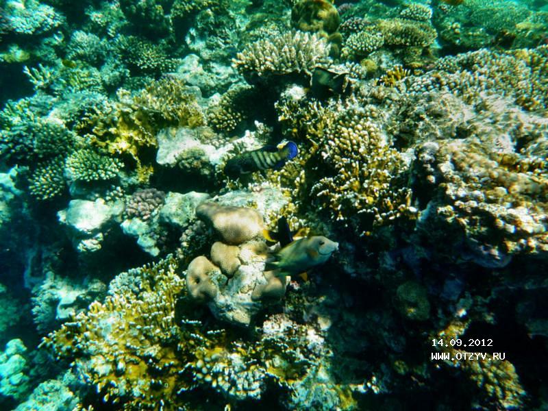 Coral Beach Tiran Rotana Resort