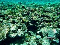 Coral Beach Tiran Rotana Resort 