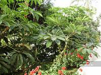 Jardin Tropical 